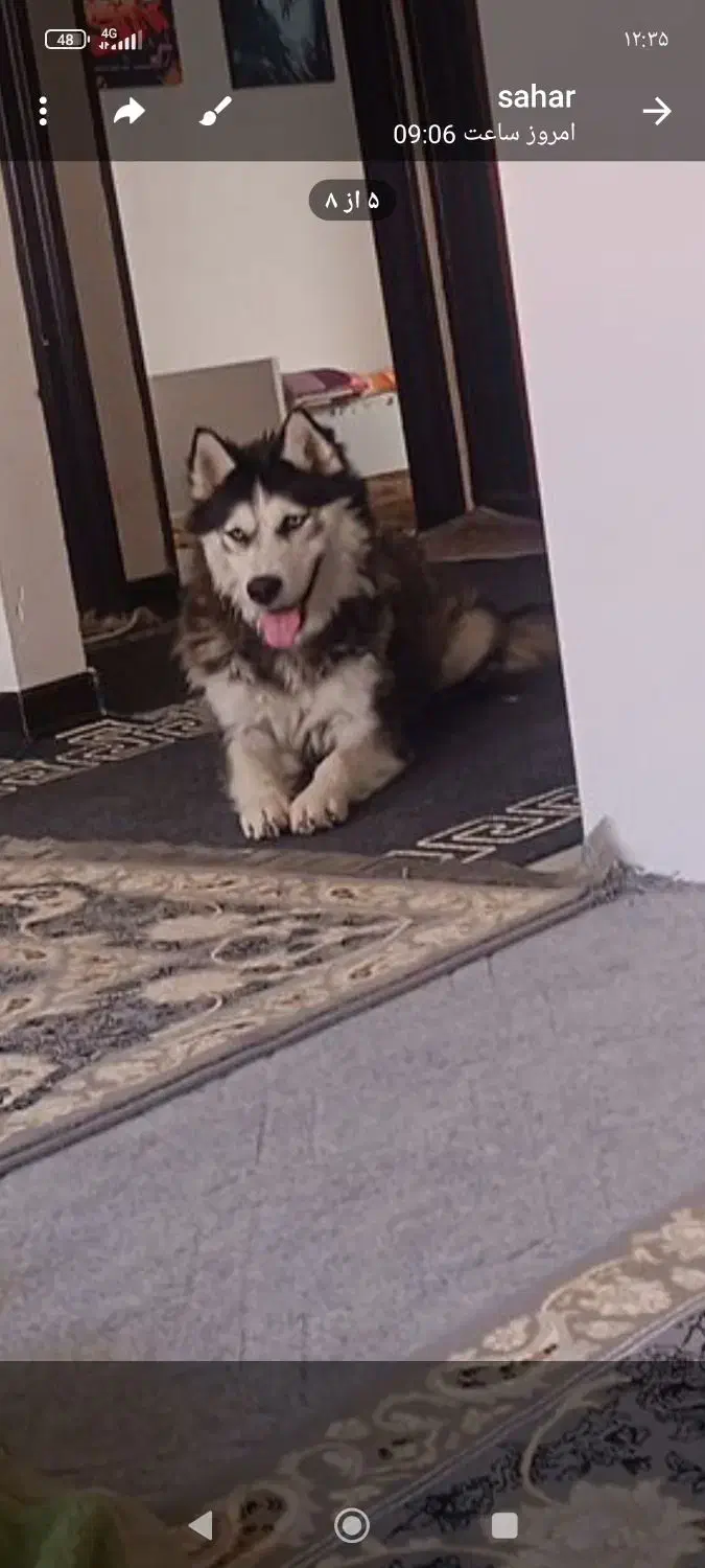 سگ هاسکی|سگ|خرم‌آباد, |دیوار