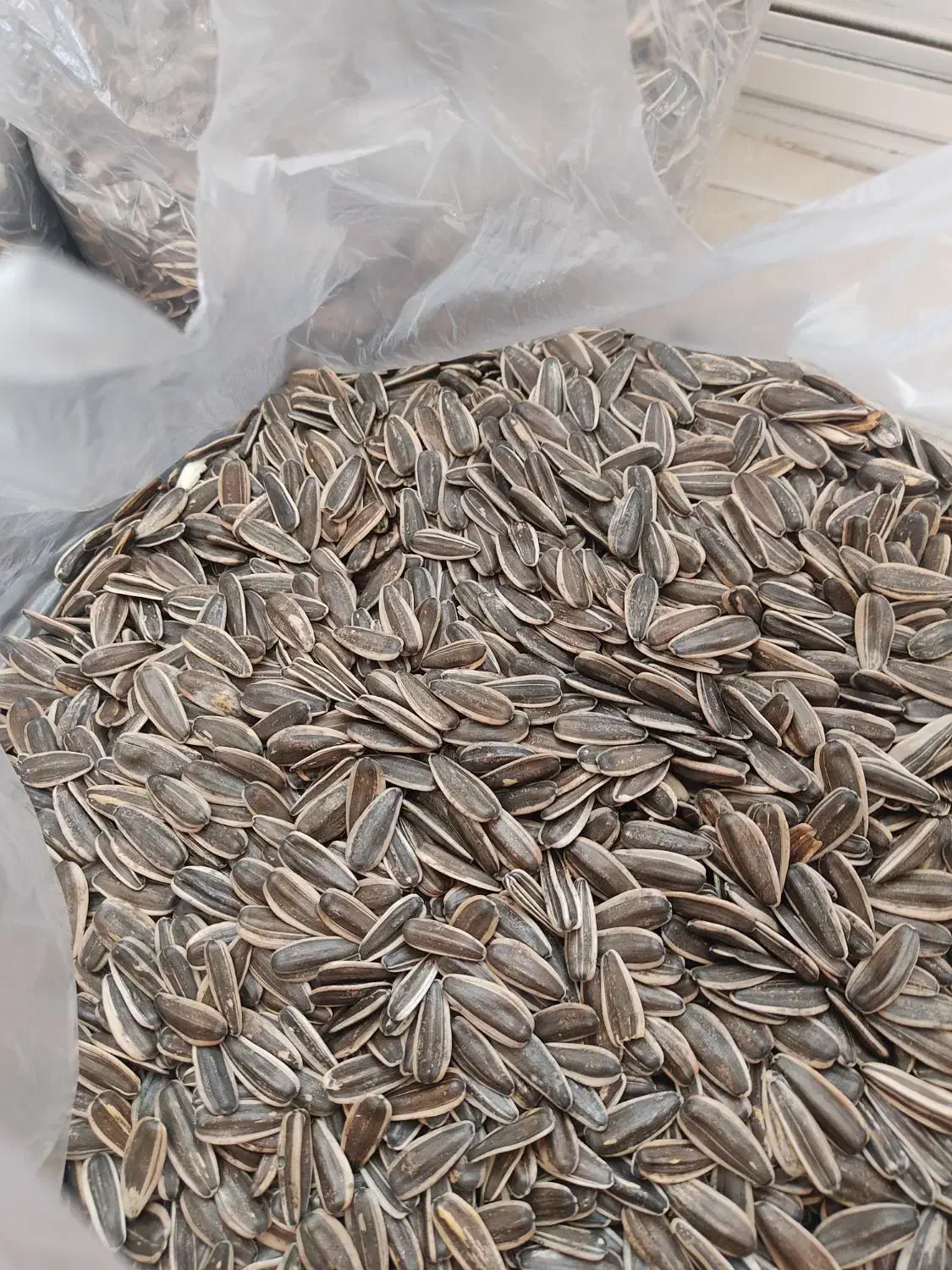 تخم آفتابگردان s400|خوردنی و آشامیدنی|شاهینشهر, گزبرخوار|دیوار