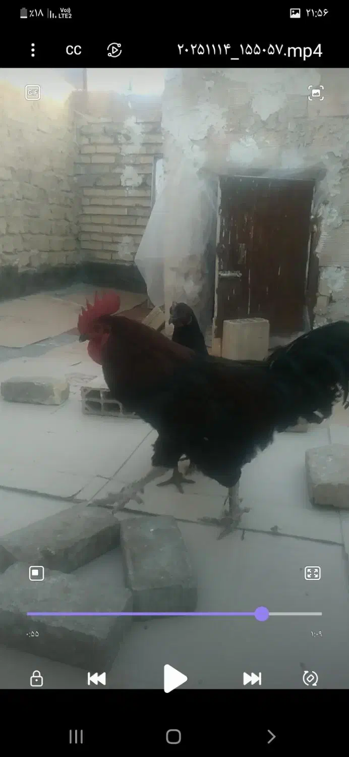 جوجه خروس لاری با یک خروس محلی بزرگ|پرنده|مشهد, شهید قربانی|دیوار