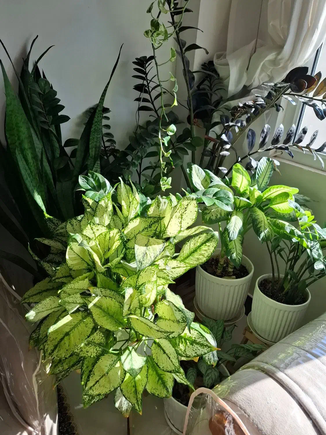 گل طبیعی|گل و گیاه طبیعی|آشخانه, |دیوار