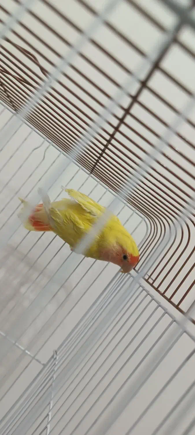 طوطی برزیلی|پرنده|مریوان, |دیوار