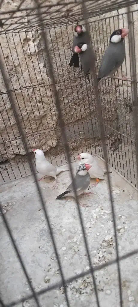 نرگسی|پرنده|سراوان, |دیوار