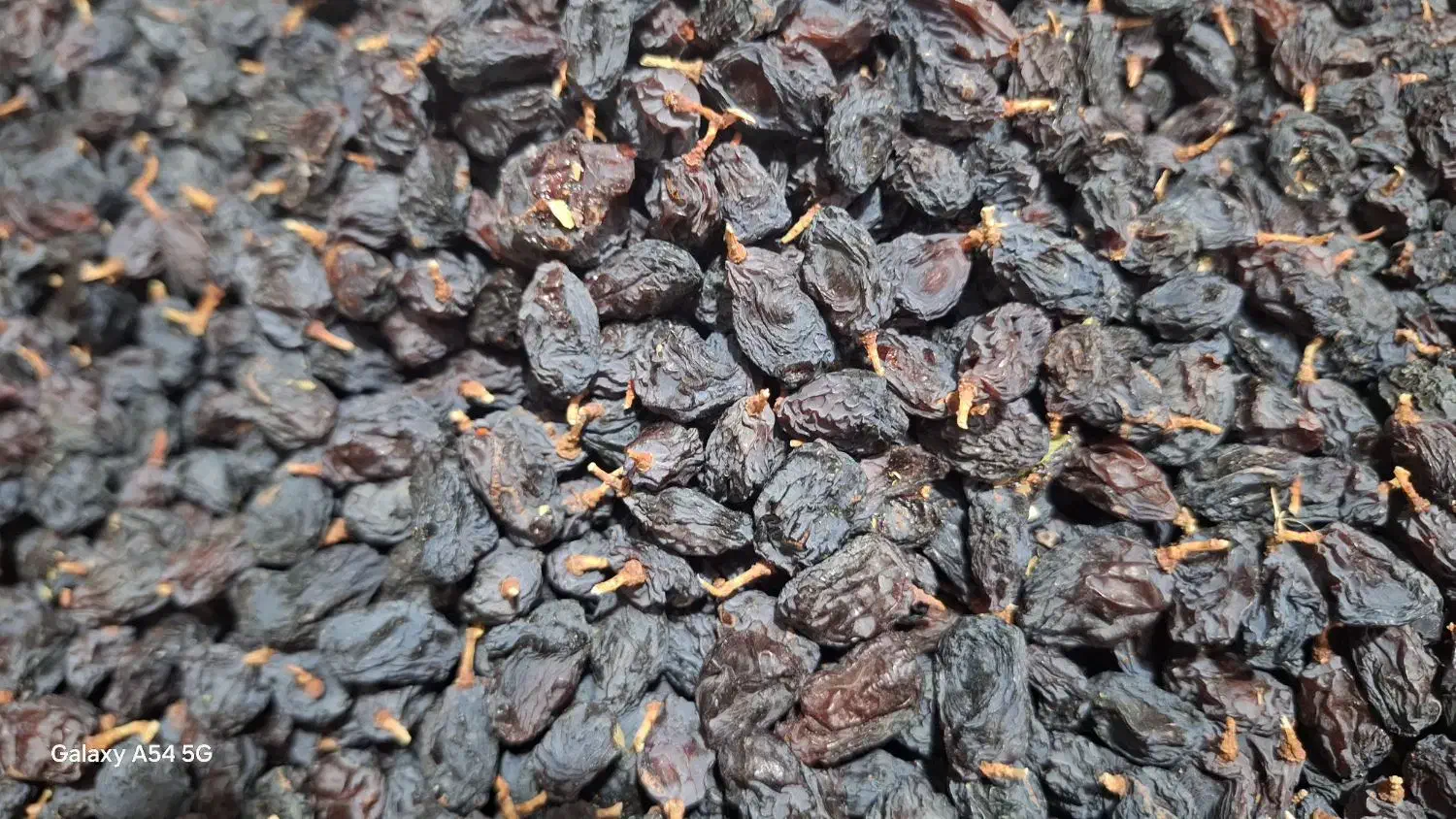 مویز سیاه|خوردنی و آشامیدنی|شیراز, شهرک فرهنگیان|دیوار