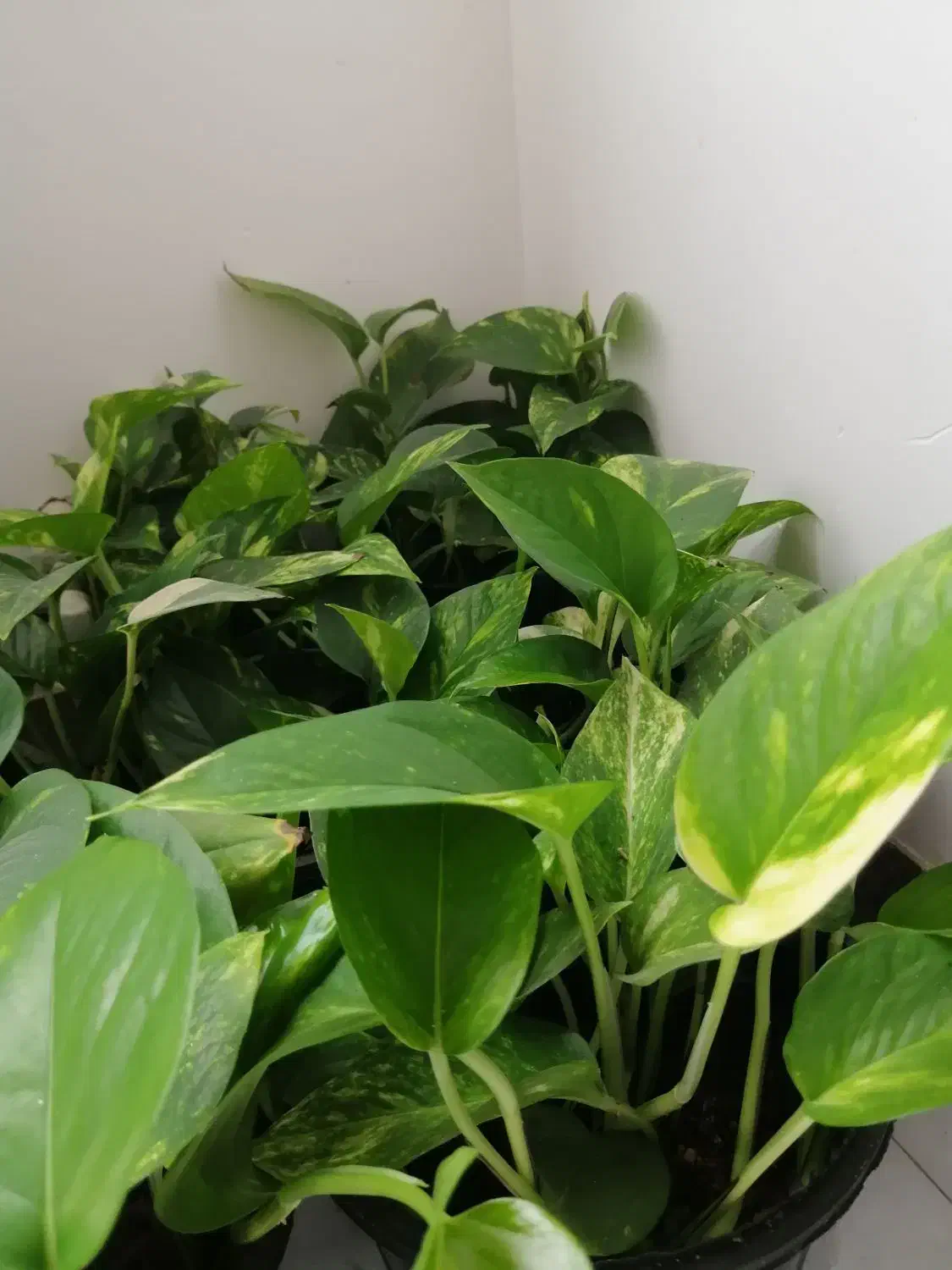 گل پتوس|گل و گیاه طبیعی|کیاشهر, |دیوار