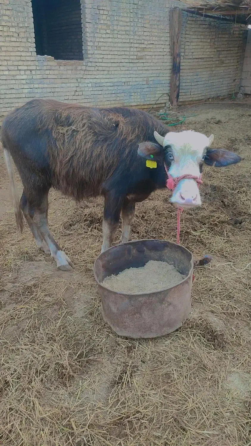 گاومیش|حیوانات مزرعه|سوسنگرد, |دیوار