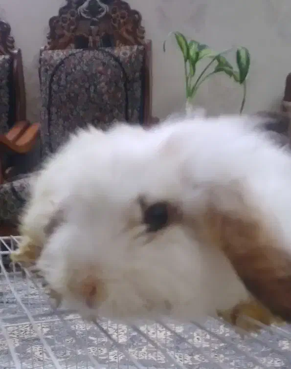 خرگوش لوپ|موش و خرگوش|کرمان, |دیوار