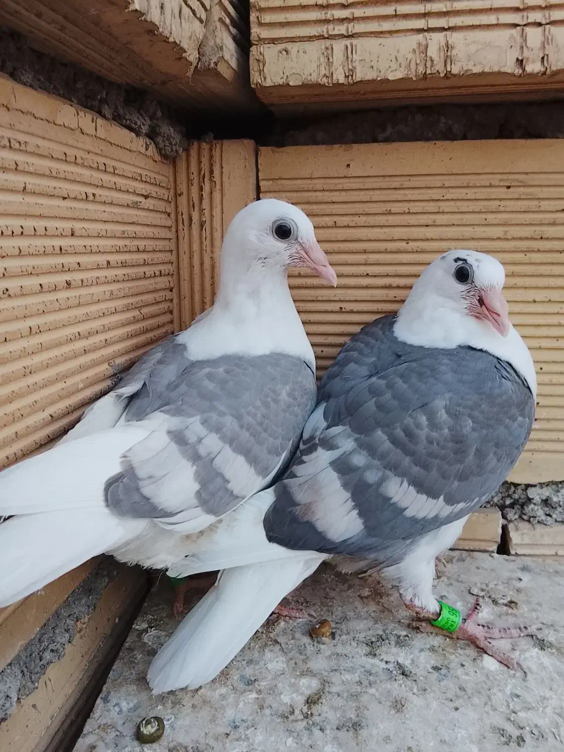 دوکت خطی|پرنده|شوشتر, |دیوار