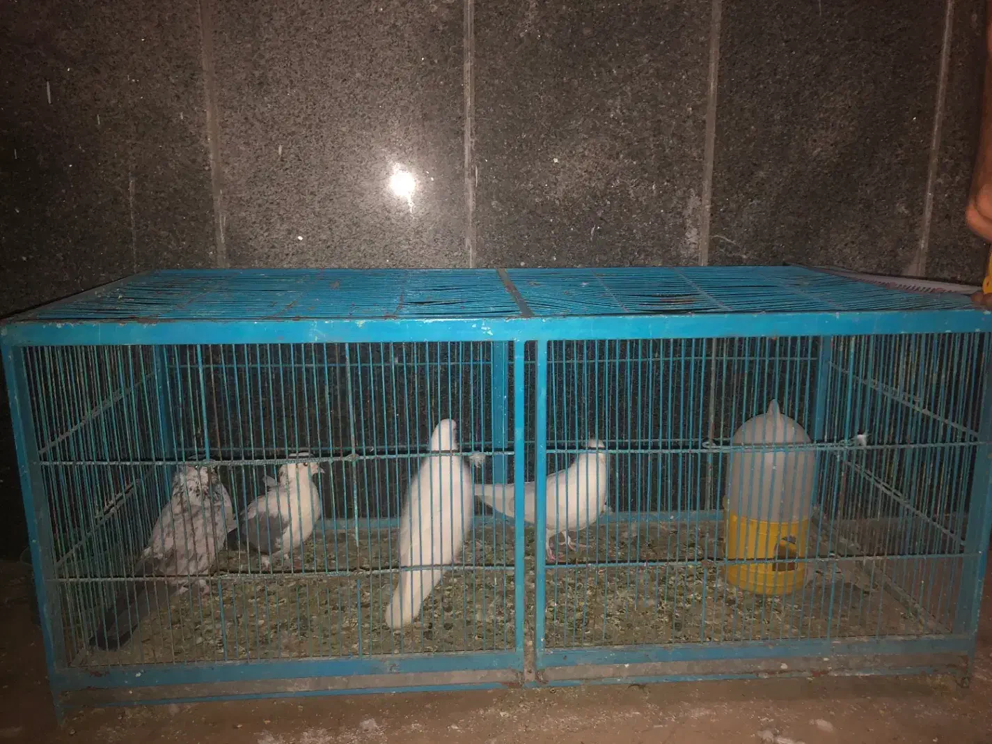 جفت کنی کبوتر و انواع پرندگان کفتر سفید|لوازم جانبی حیوانات|تهران, افسریه شمالی|دیوار