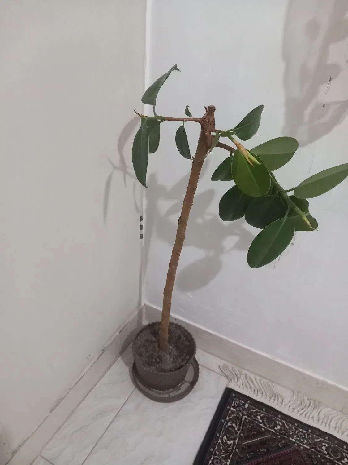 گل فیکوس|گل و گیاه طبیعی|زنجان, |دیوار