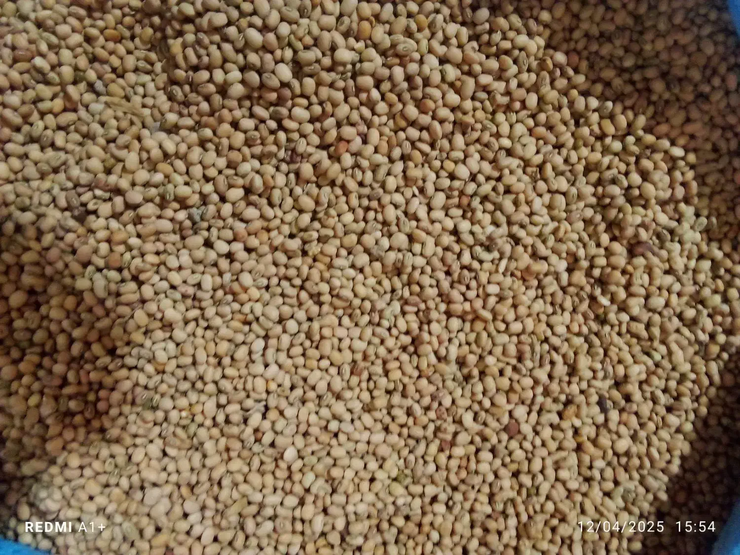 لوبیا تخمه قیمت عمده|خوردنی و آشامیدنی|کرمان, |دیوار