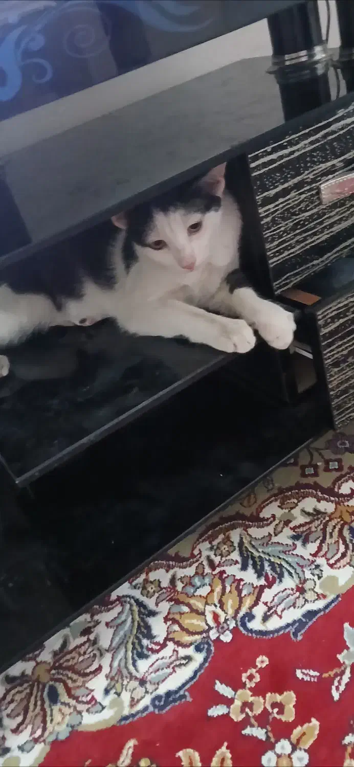 گمشده|گربه|قم, سالاریه|دیوار