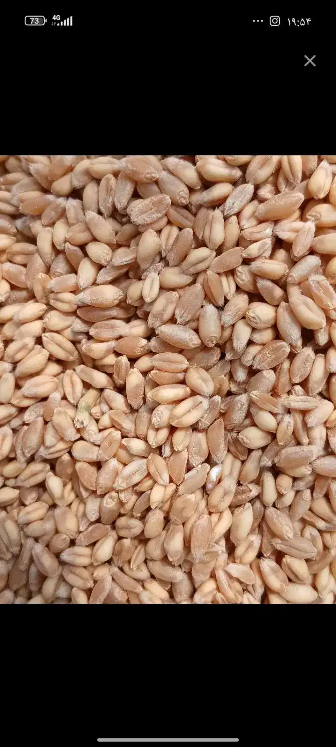 مقداری گندم مادربذری|عمدهفروشی|کوهدشت, |دیوار