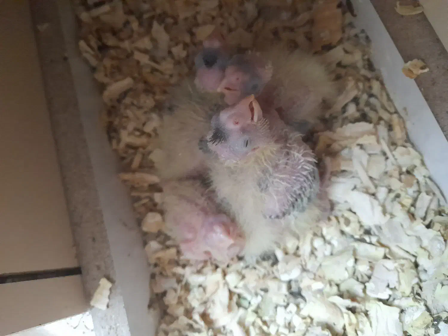 طوطی جوجه عروس هلندی|پرنده|کرج, چهارصد دستگاه|دیوار