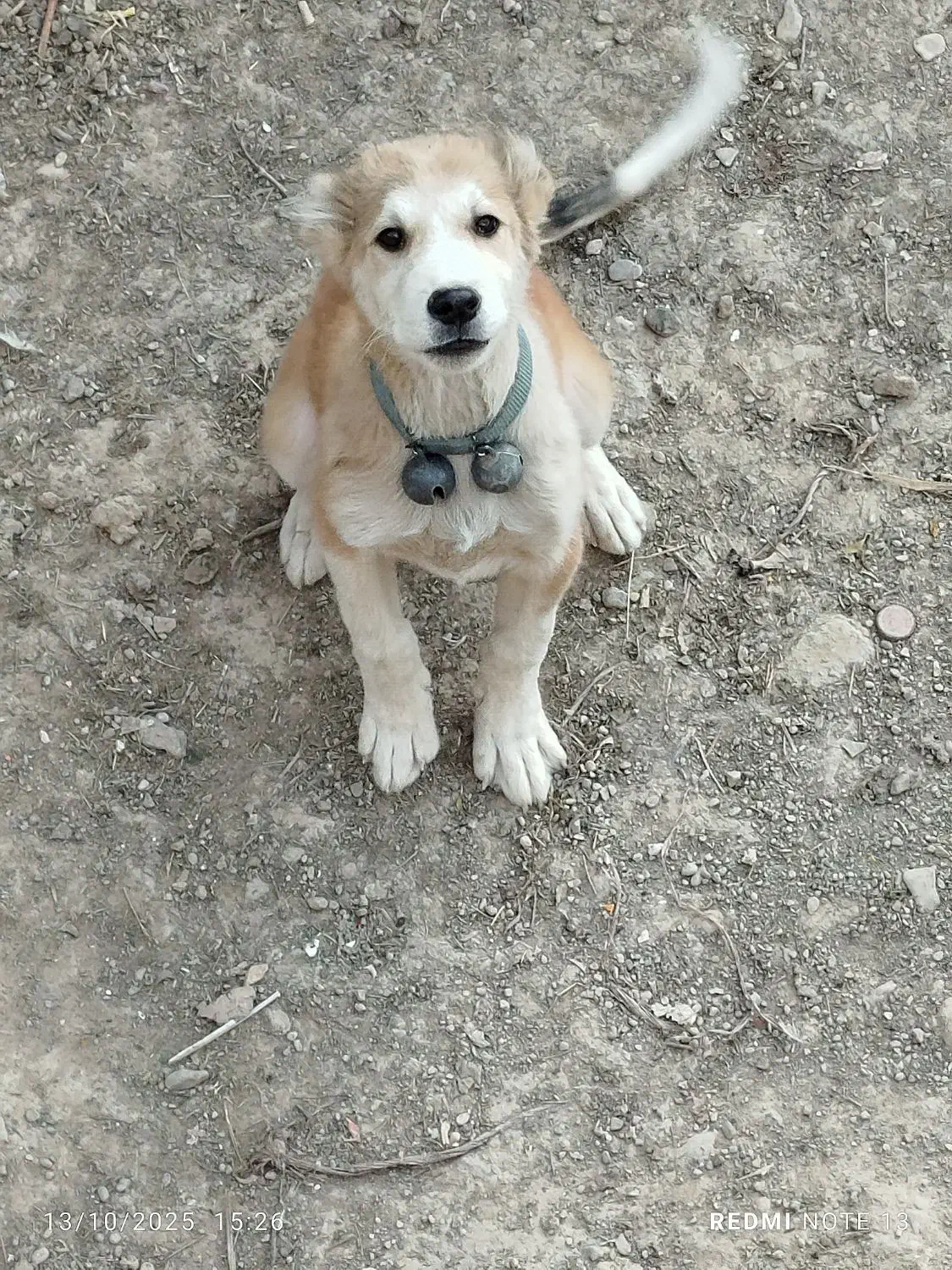 یک عدد توله سگ سرابی|سگ|اسفرورین, |دیوار