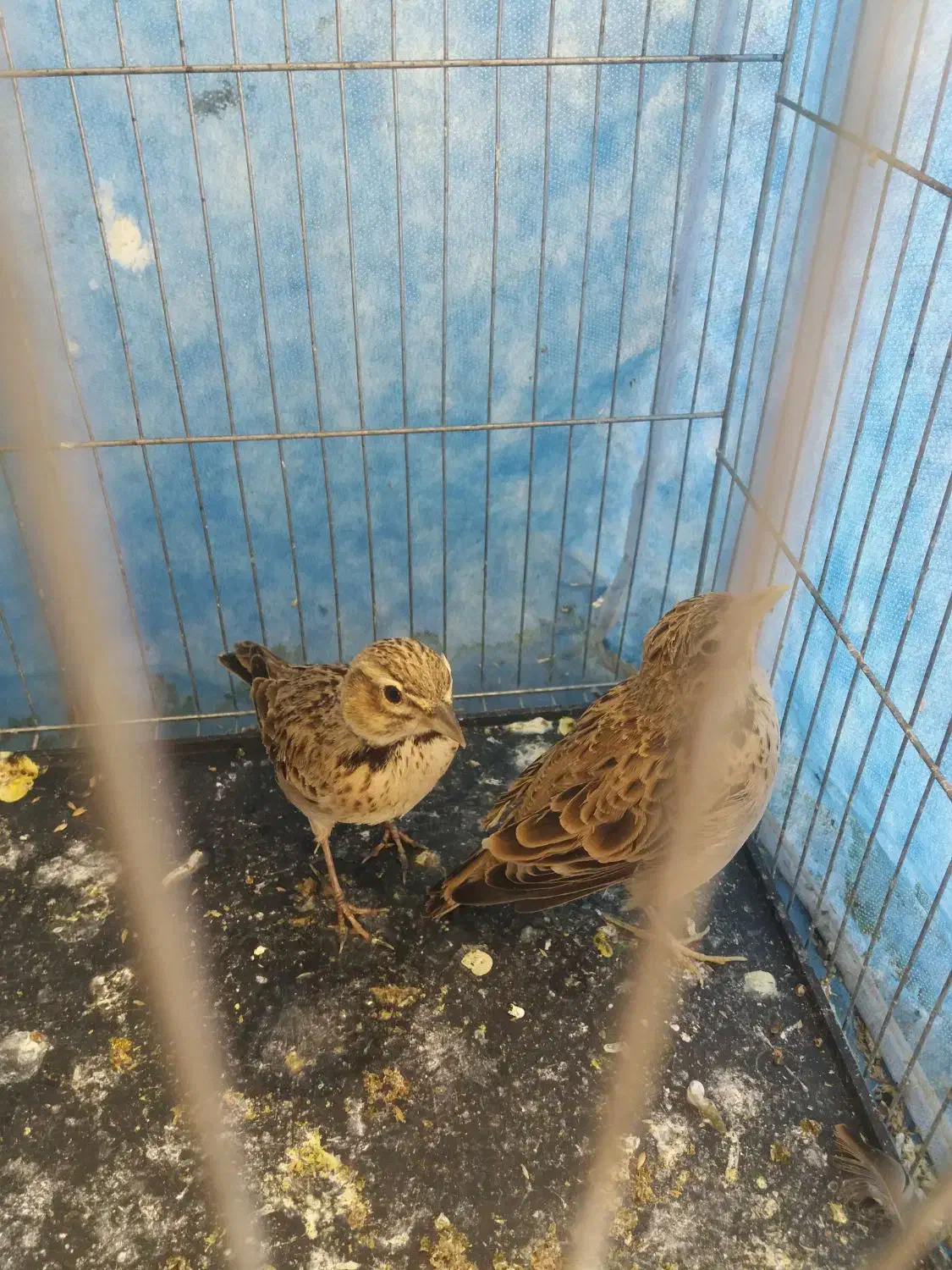 سهره نر خاکی قناری|پرنده|یزد, |دیوار