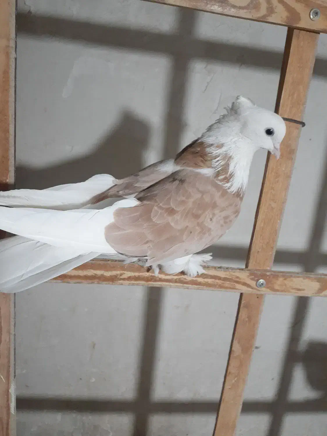 ماده هما عروسک گردن کلفت|پرنده|گرمسار, |دیوار