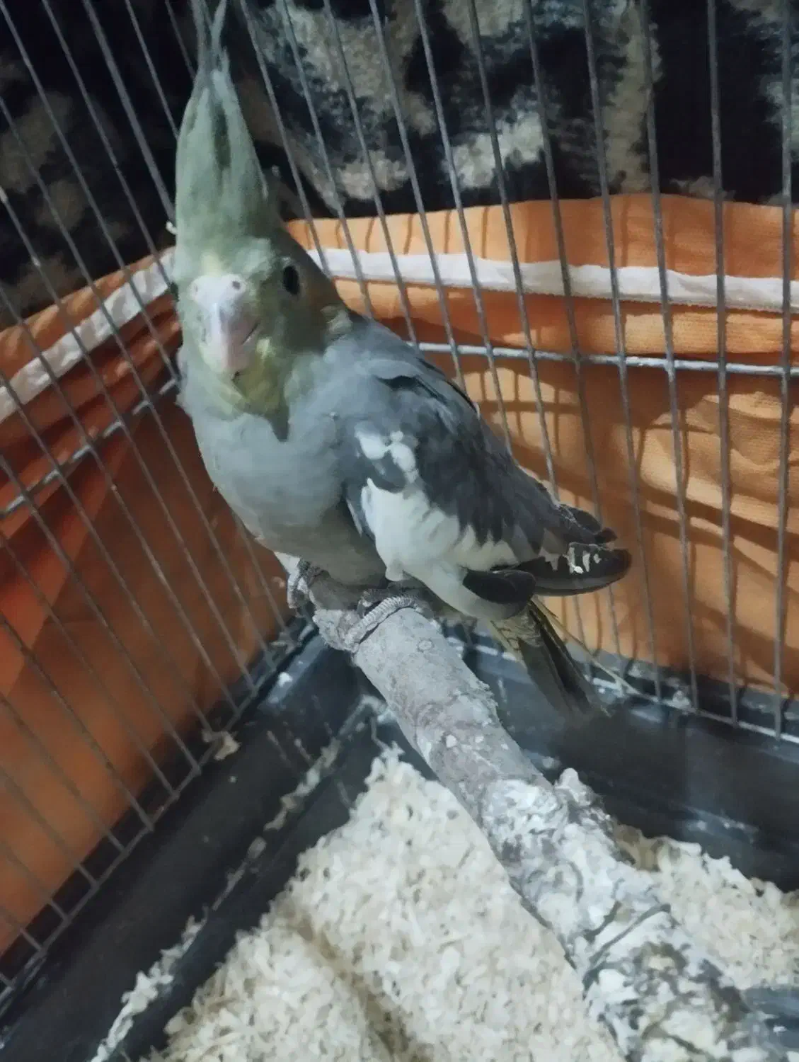 جوجه عروس هلندی|پرنده|زاهدان, |دیوار