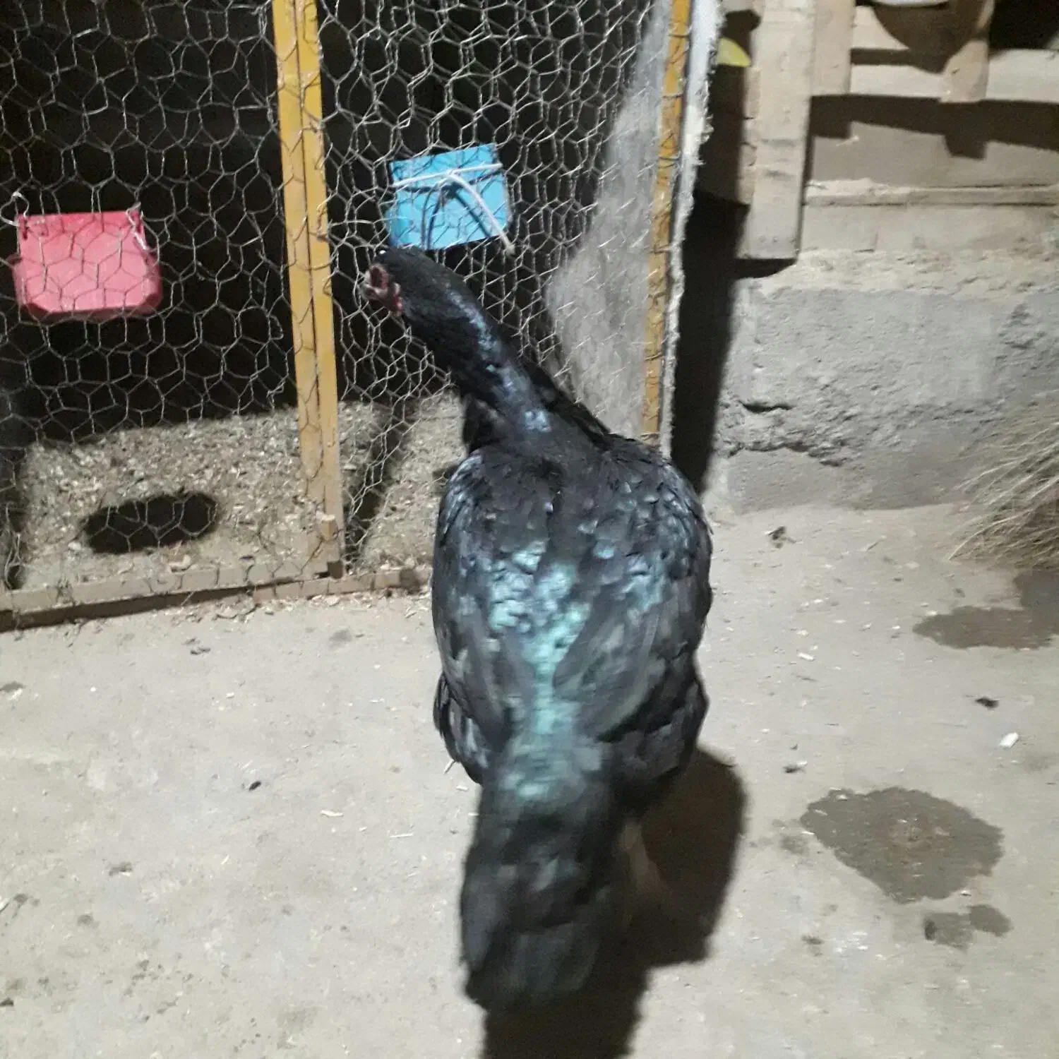 مرغ وخروس|حیوانات مزرعه|سردشت, |دیوار