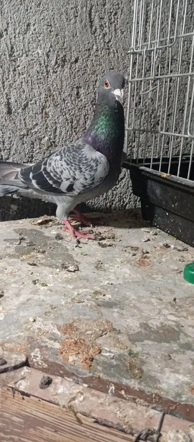 کبوتر پلاکی|حیوانات|بندر کنگان, |دیوار