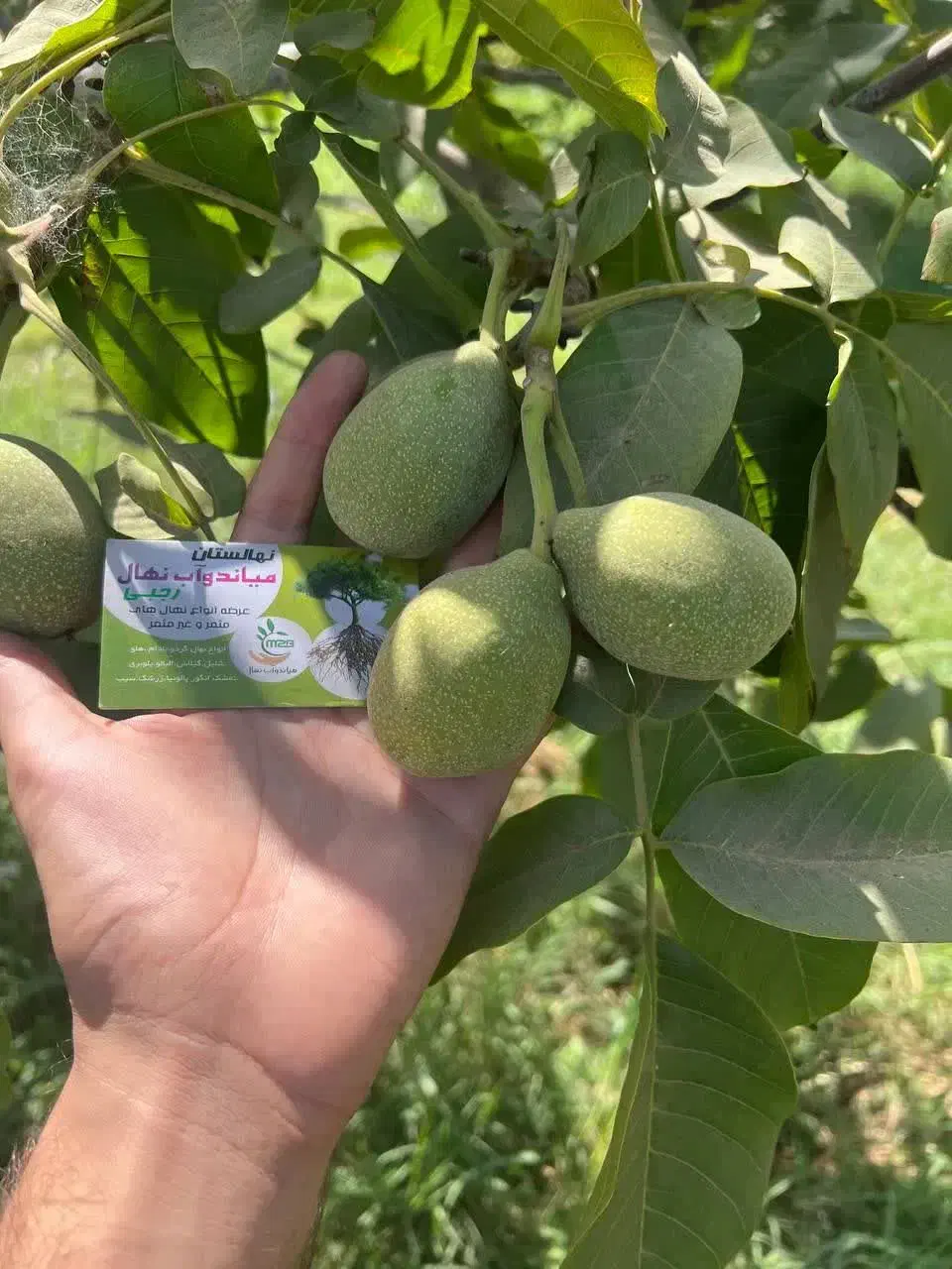 ارائه نهال گردو جمال پیوندی|خدمات باغبانی و درختکاری|سراب, |دیوار