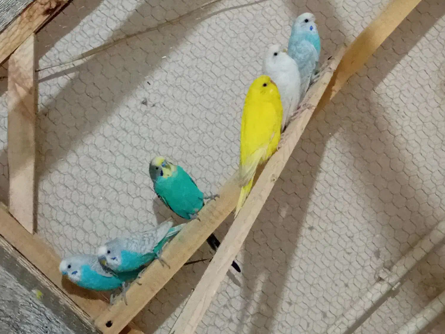 مرغ عشق سر حال|پرنده|قم, نیروگاه|دیوار