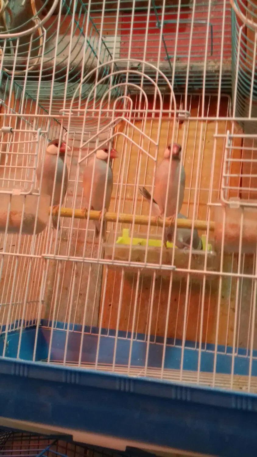 تعدادی قناری وفنچ|پرنده|خوی, |دیوار