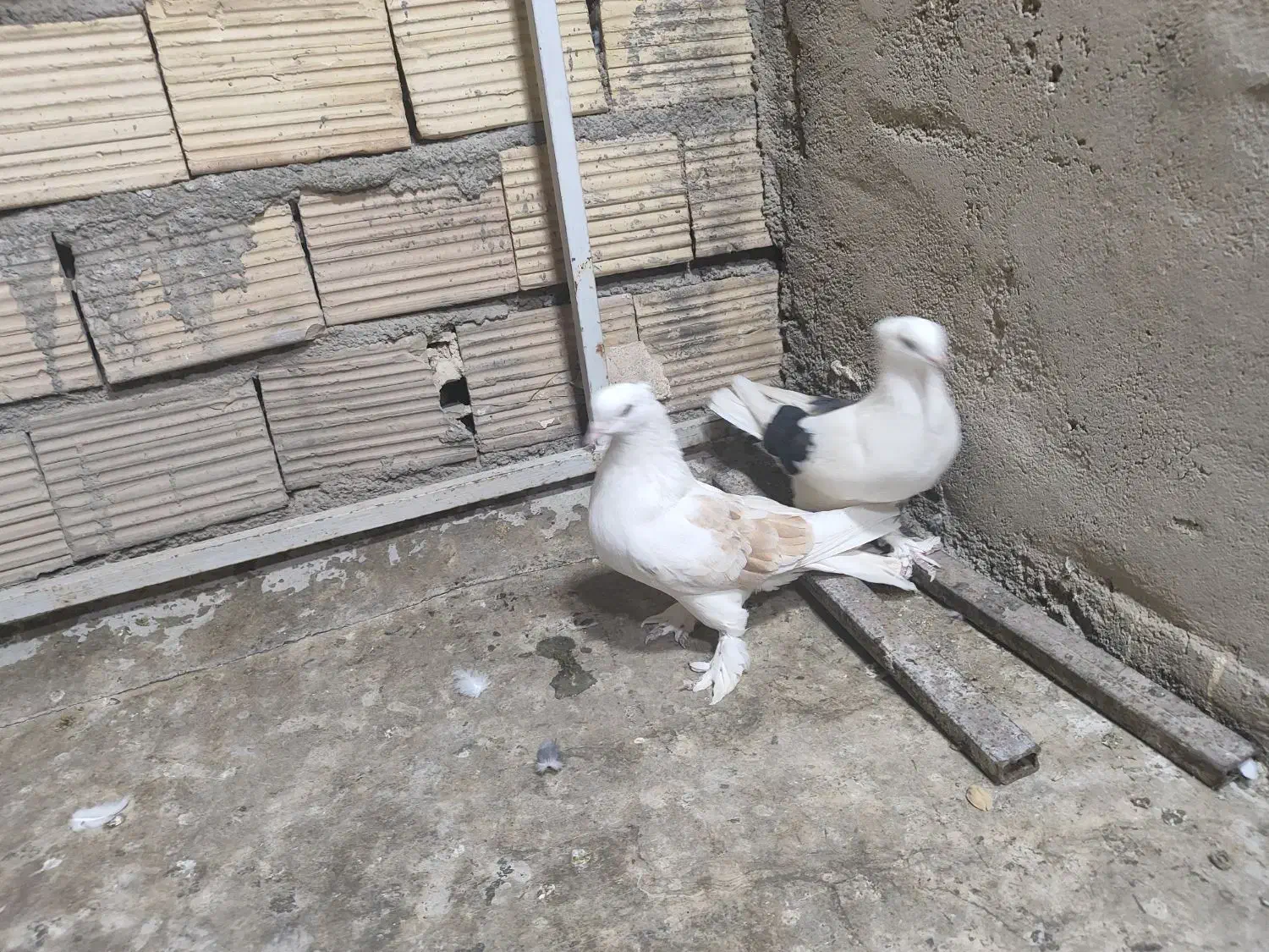 کبوتر|پرنده|قم, باجک یک|دیوار
