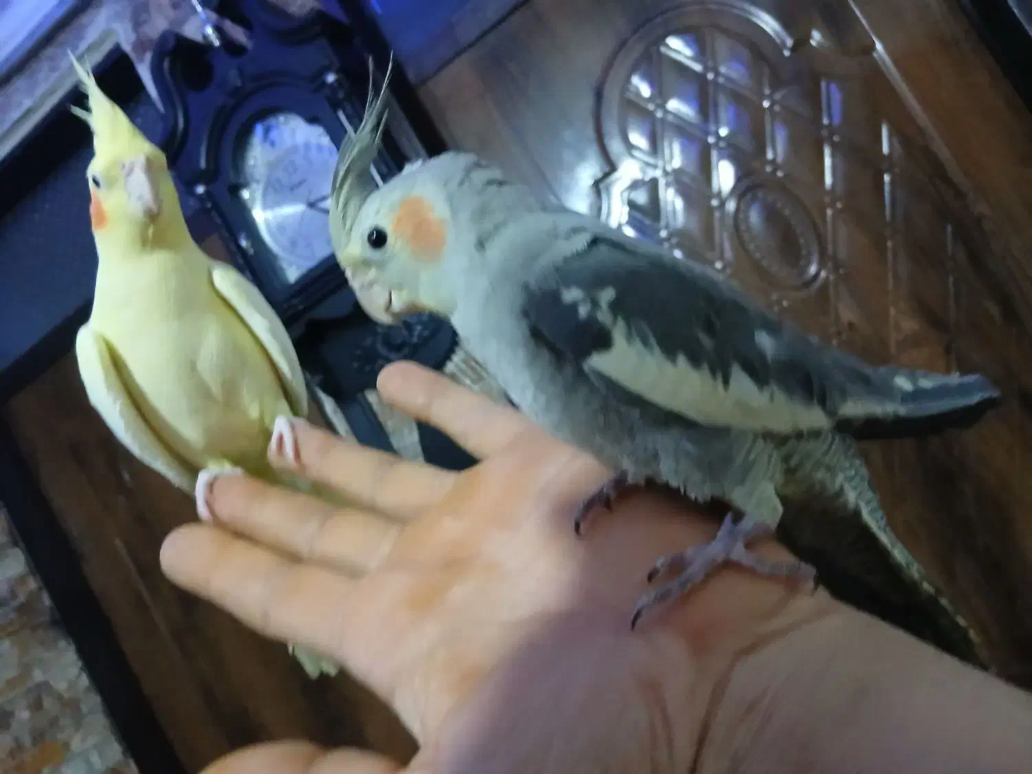 ۲جفت عروس اهلی ومولد|پرنده|ارومیه, |دیوار