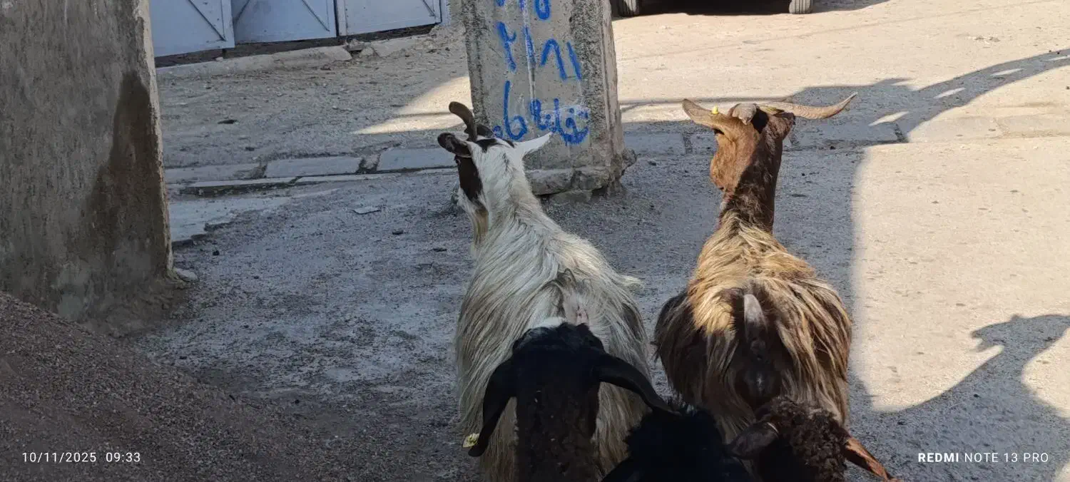 دو راس بز چاق|حیوانات مزرعه|محمدیه-قزوین, |دیوار
