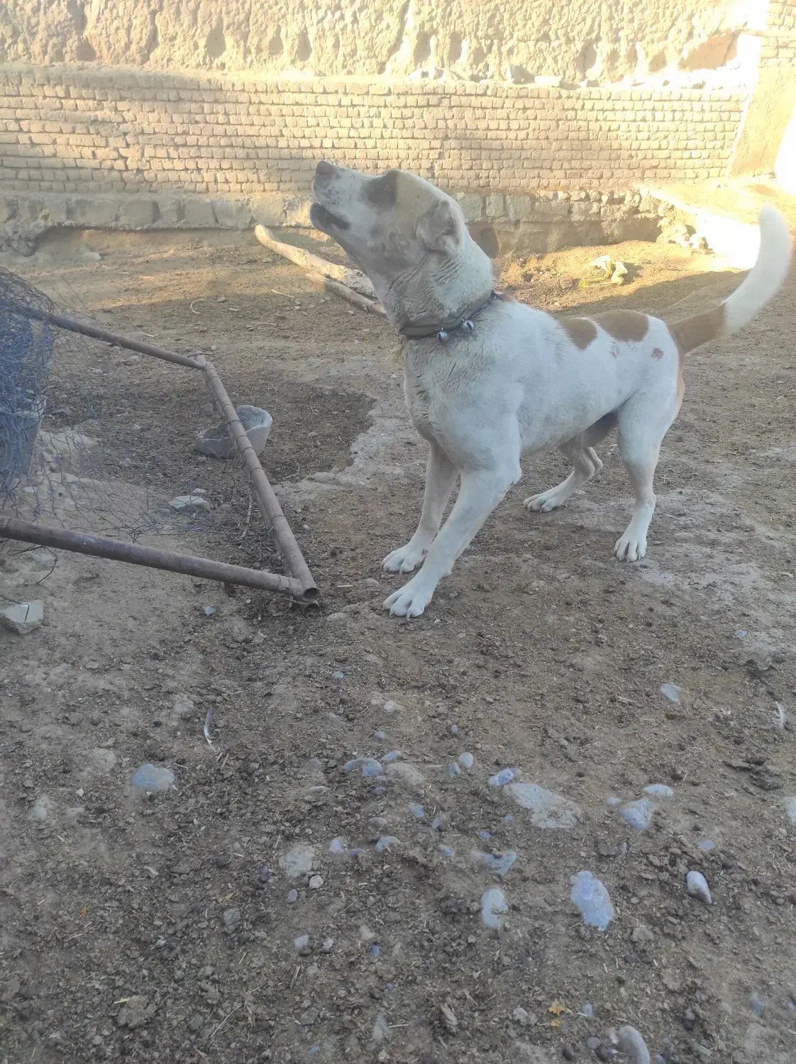 سگ گله|سگ|چناران, |دیوار