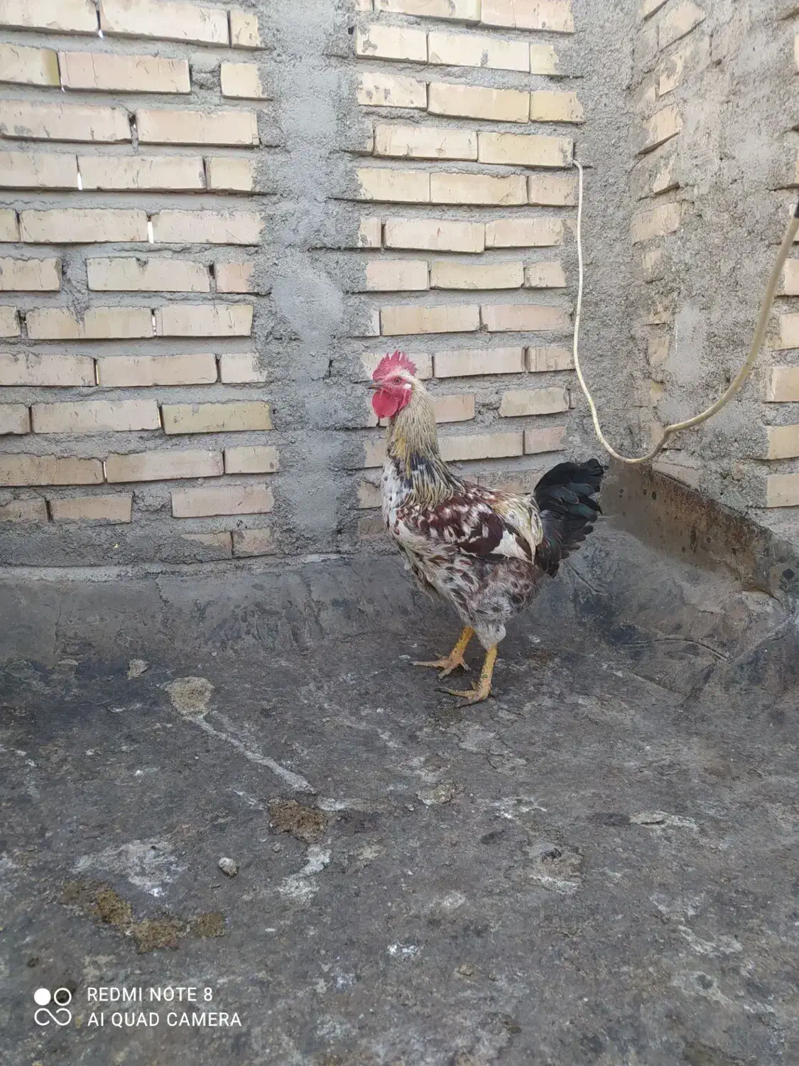 خروس جوان|حیوانات مزرعه|مشهد, بهارستان|دیوار