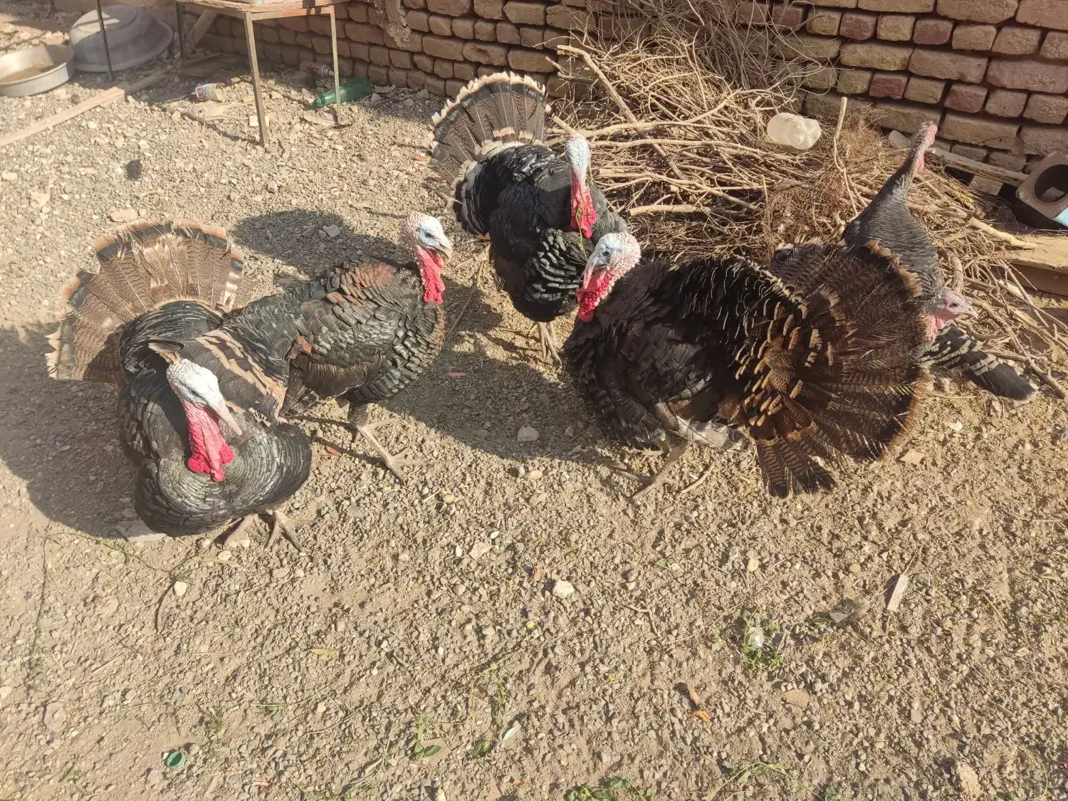 بوقلمون|حیوانات مزرعه|آران و بیدگل, |دیوار