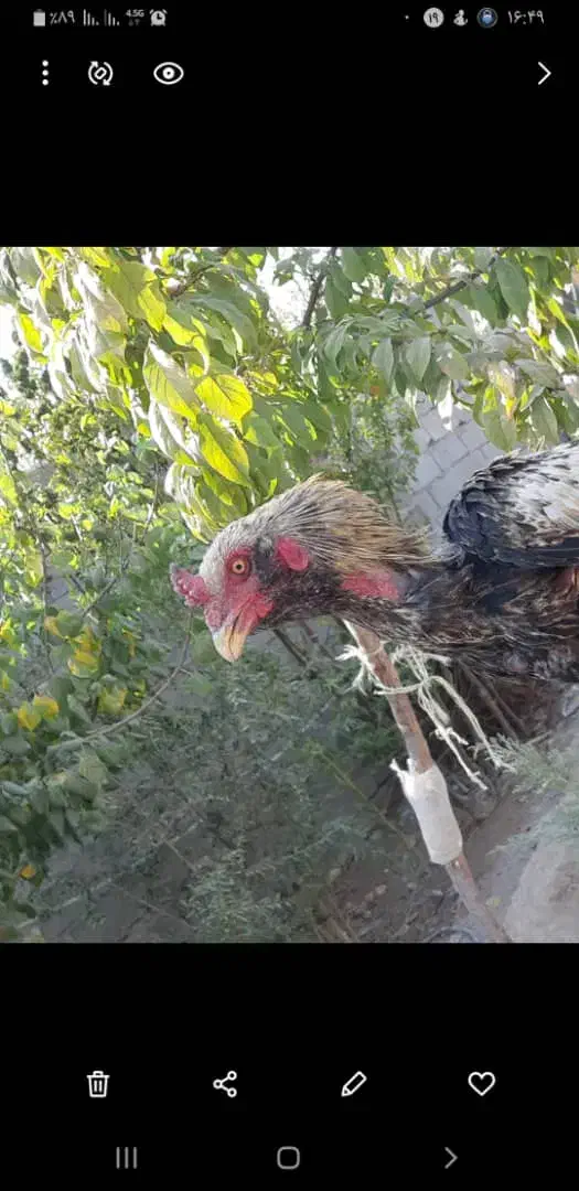 خروس لاری|حیوانات مزرعه|رباط‌کریم, رباط‌کریم|دیوار