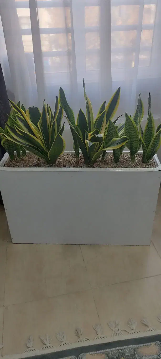 باکس گل طبیعی|گل و گیاه طبیعی|شهریار, شهریار|دیوار