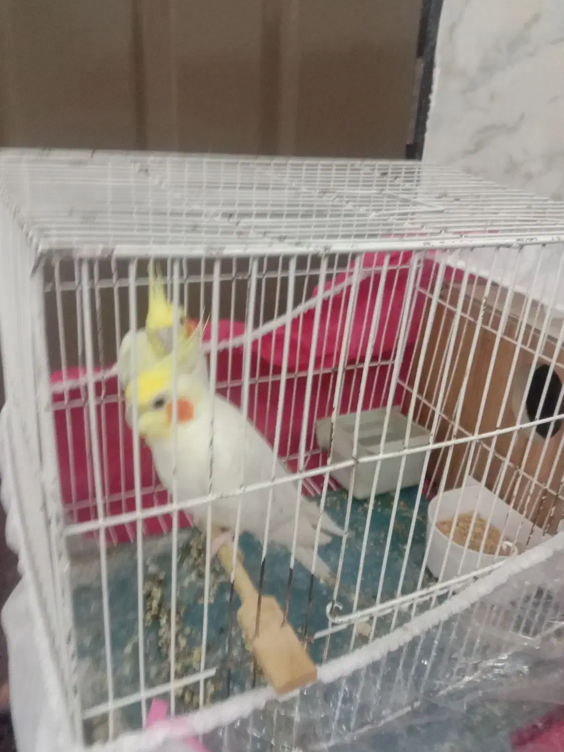 عروس هلندی|پرنده|بیرجند, |دیوار