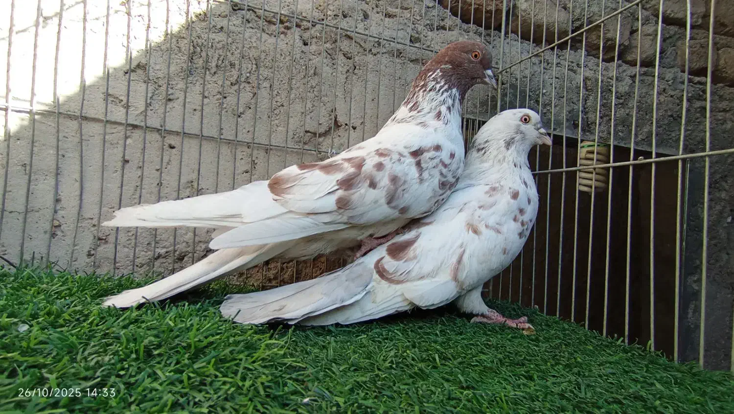 کفتر فروش یا معاوضه|پرنده|بافت, |دیوار