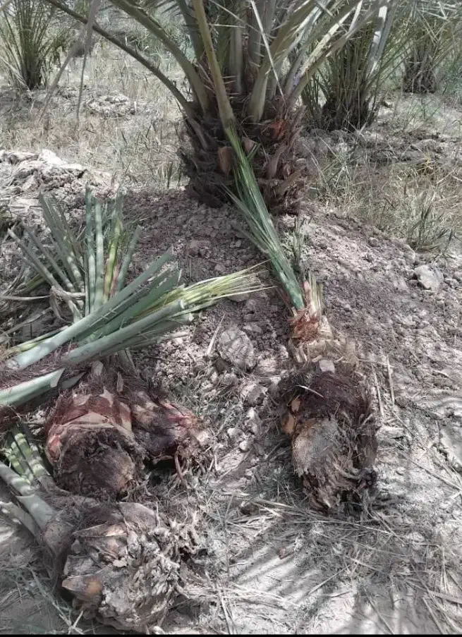 کیش|گل و گیاه طبیعی|کیش, |دیوار