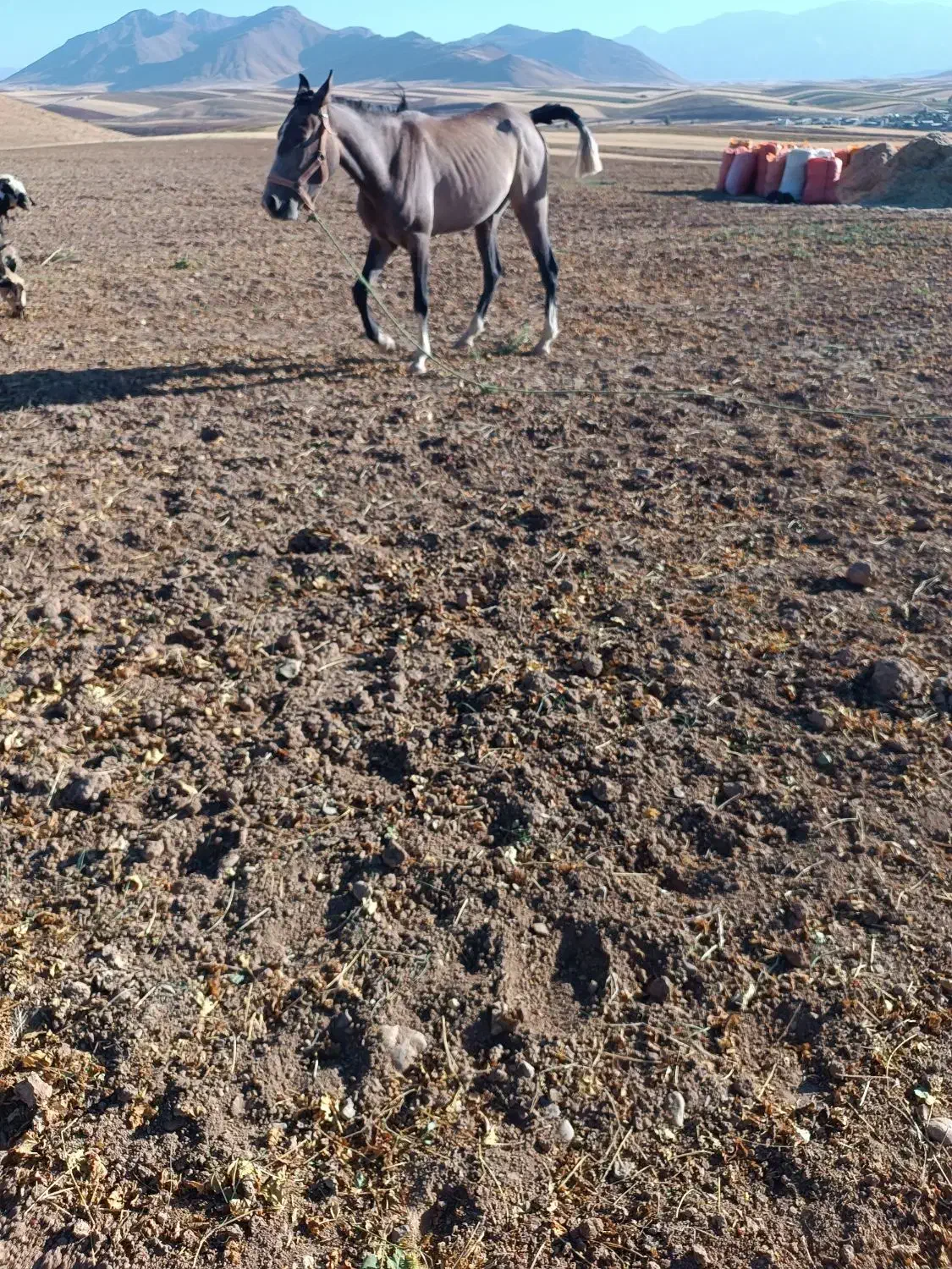 گمشده|حیوانات|الیگودرز, |دیوار