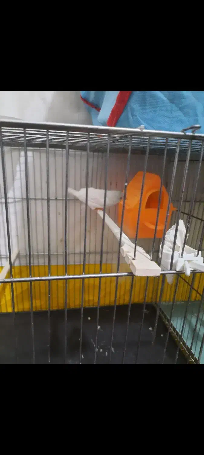 فنچ مولدجوان|پرنده|شاهرود, |دیوار