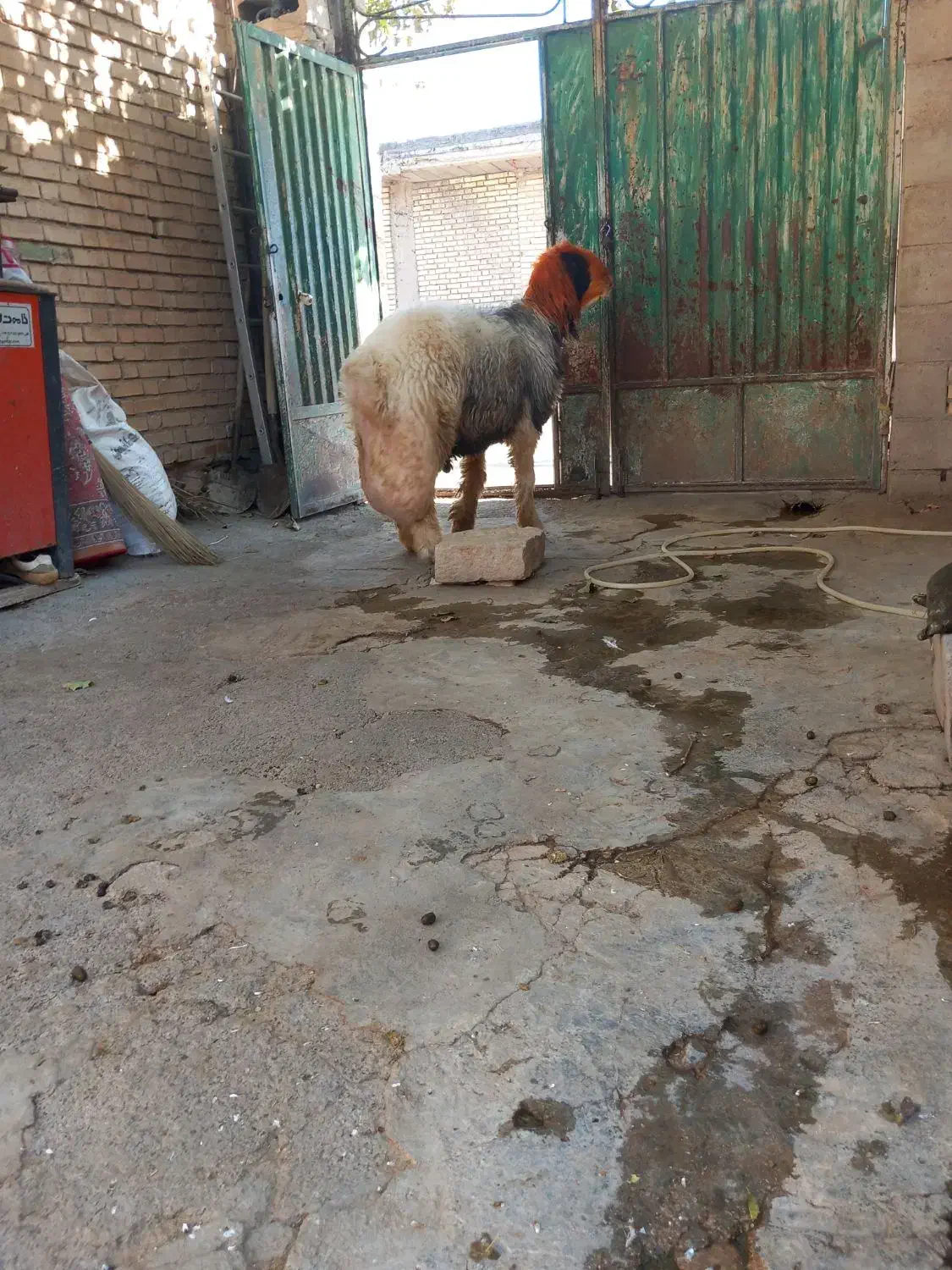 قوچ میش بز|حیوانات مزرعه|اردل, |دیوار