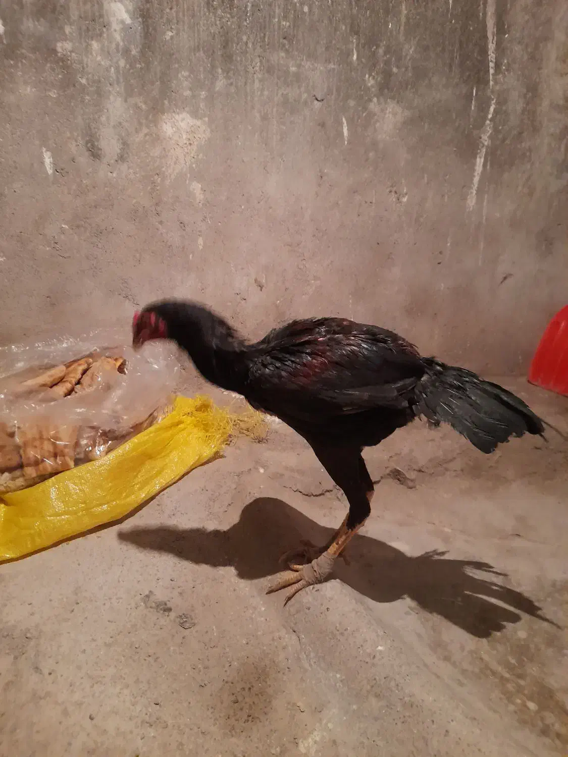 خروس لاری مشکی|حیوانات مزرعه|اردبیل, |دیوار