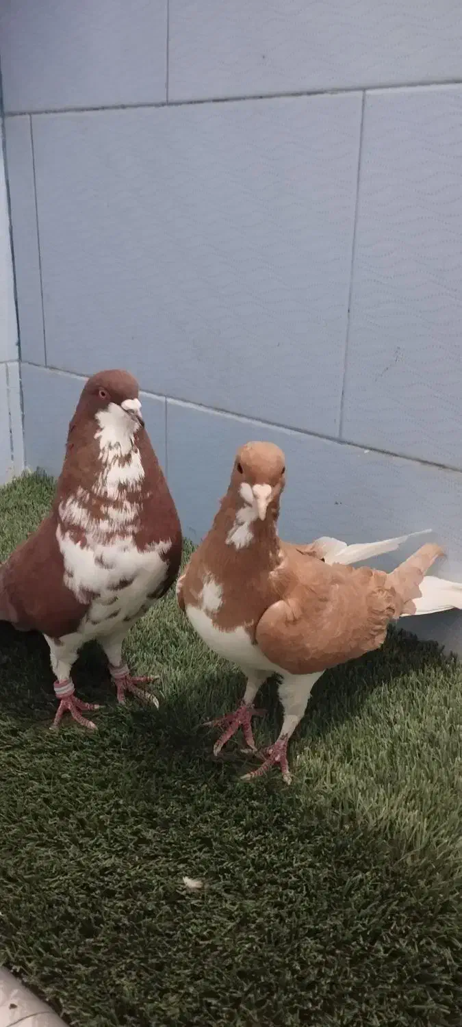 کبوتر شهری|پرنده|مرودشت, ثبت احوال|دیوار