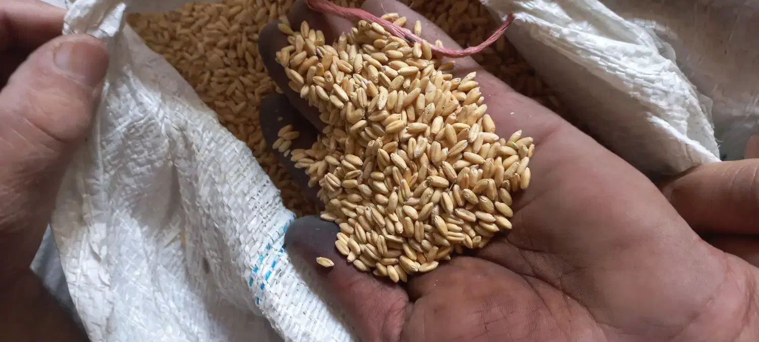 گندم اذر 2 ،تمیز  بذری ، دیم کیلو 31|خدمات باغبانی و درختکاری|شیروان (خراسان), |دیوار