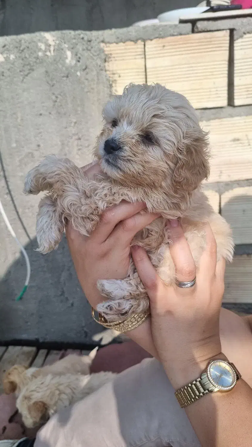 توله پاکوتاه|سگ|خوی, |دیوار