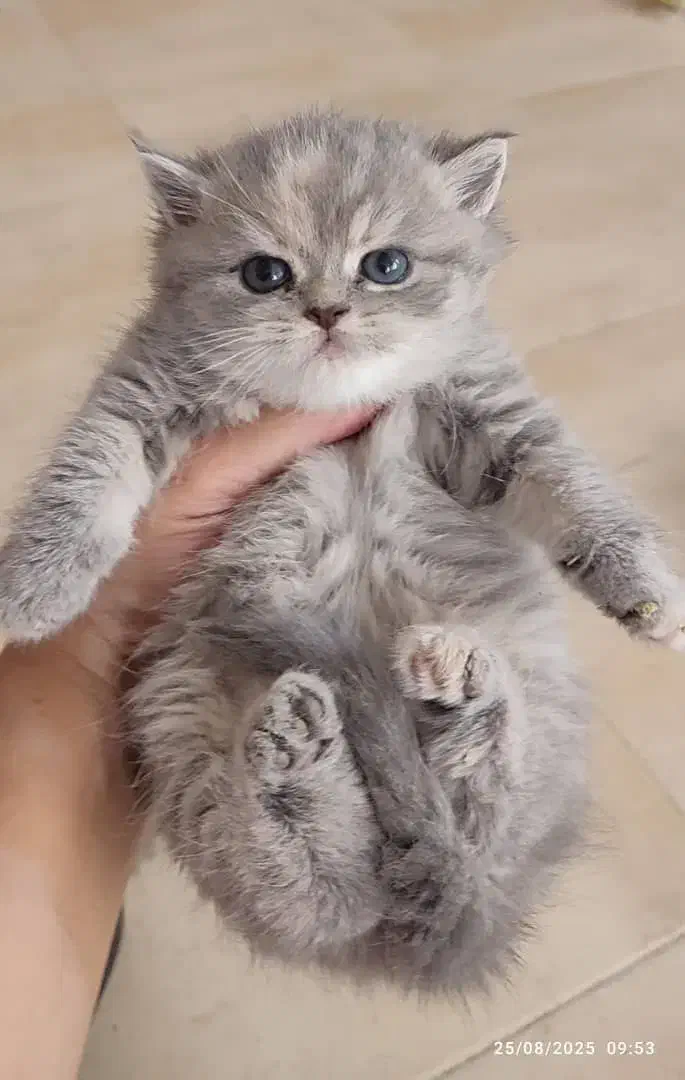 زیباترین گربهها برای شما (بریتیش/اسکاتیش/پرشین)|گربه|اصفهان, جلفا|دیوار