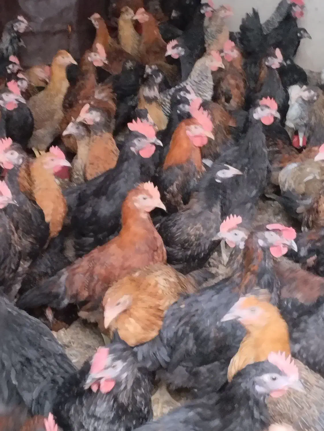 جوجه محلی|حیوانات مزرعه|مرودشت, محمد آباد|دیوار