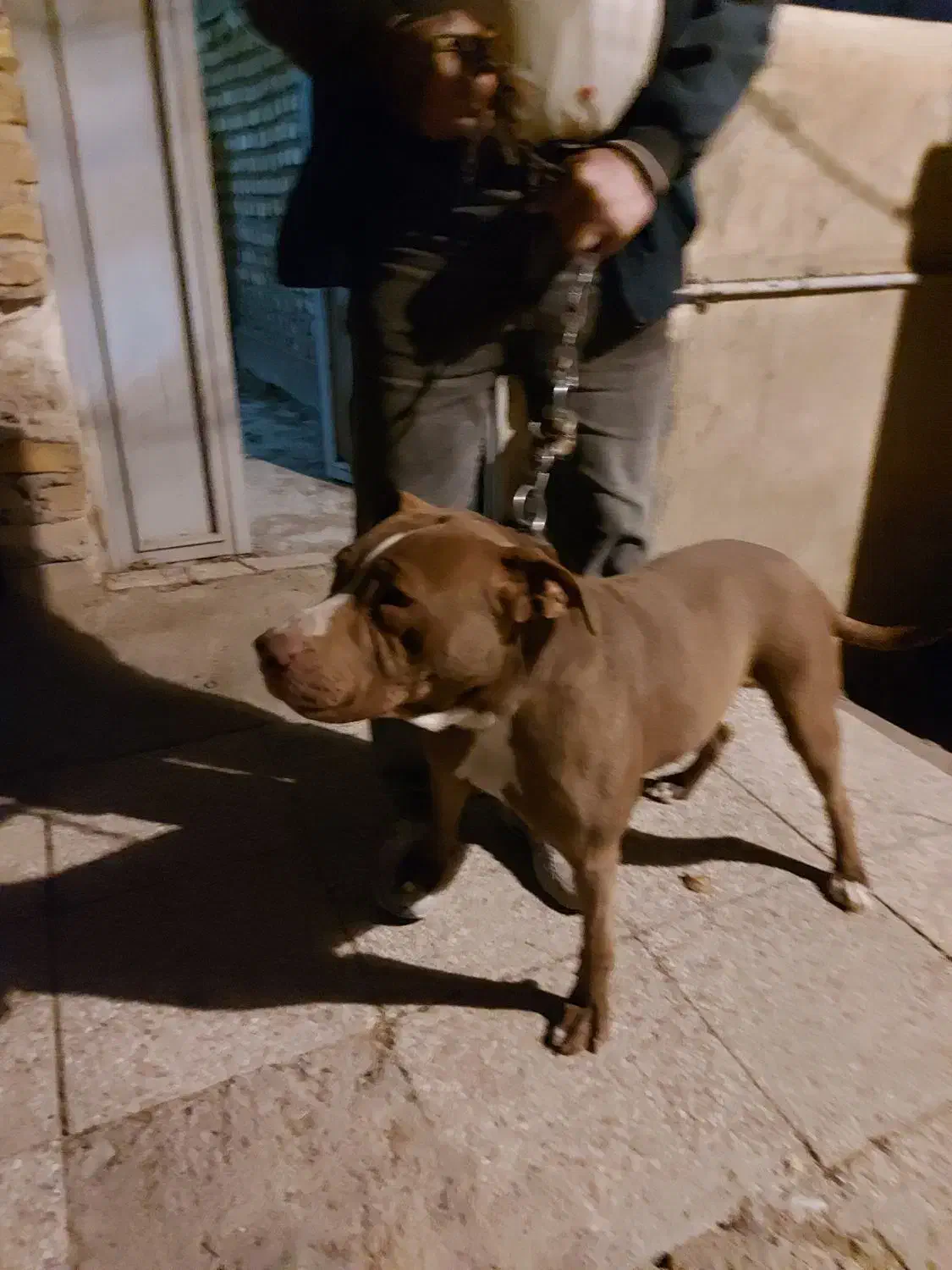 چند قلاده سگ پدر پیت بول ماستیف مادر جرمن دوبرمن|سگ|شیراز, سلطان آباد|دیوار