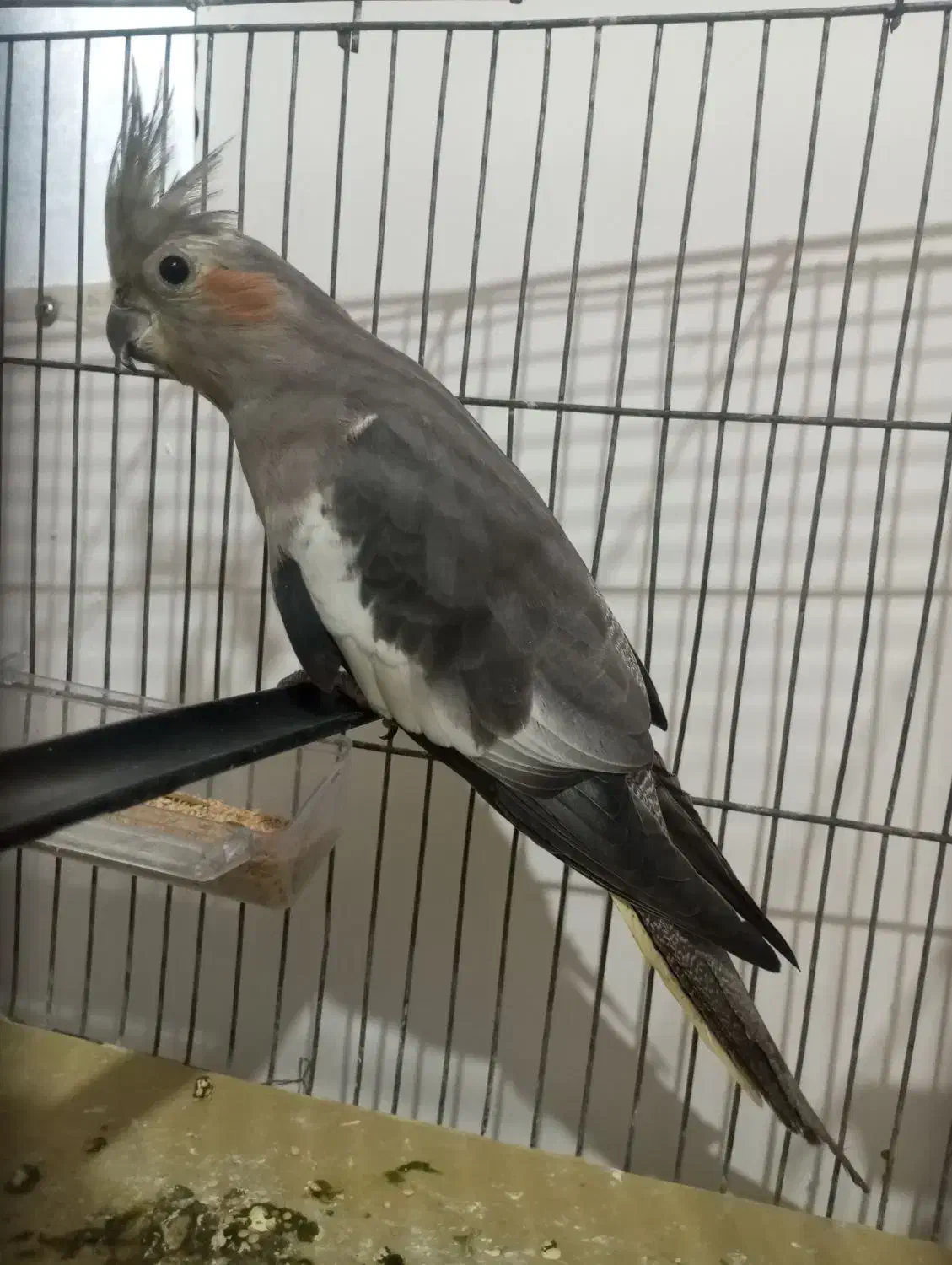 عروس هلندی جفت|پرنده|کوهدشت, |دیوار