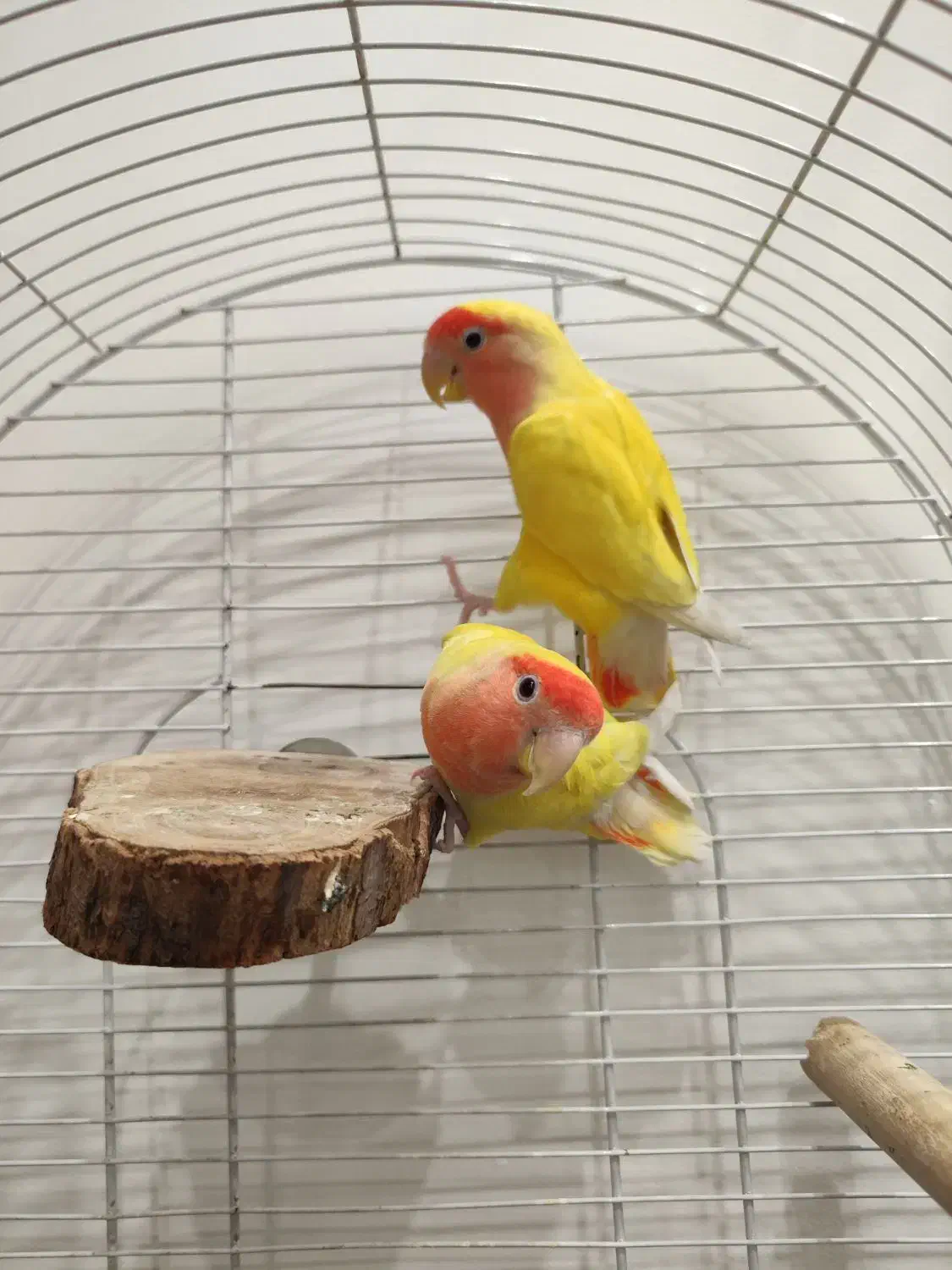 جوجه برزیلی|پرنده|تهران, افسریه جنوبی|دیوار