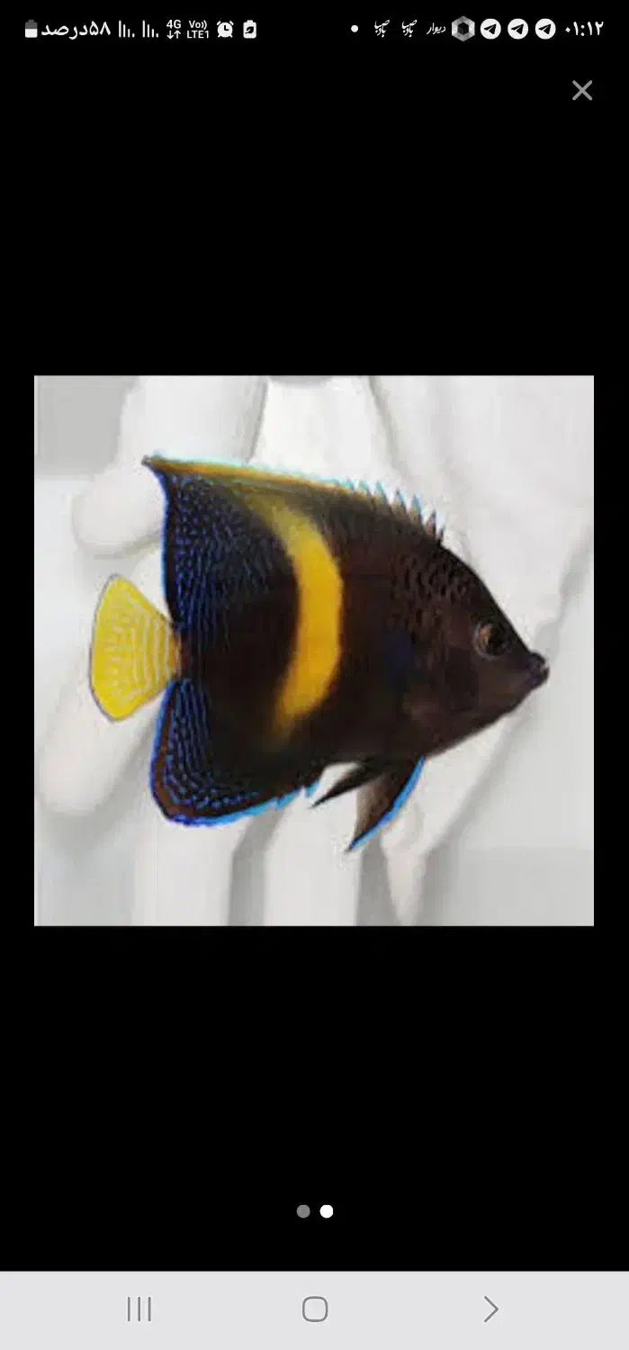 فرشته خجالتی ABSHOR آبشور|ماهی|تهران, جوادیه تهرانپارس|دیوار